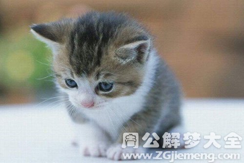 梦见别人送猫