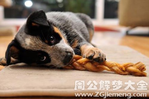 两只狗咬自己