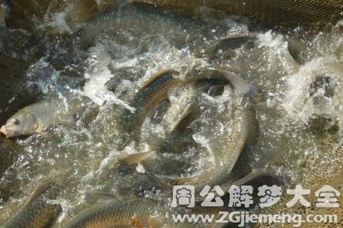 梦见好多草鱼
