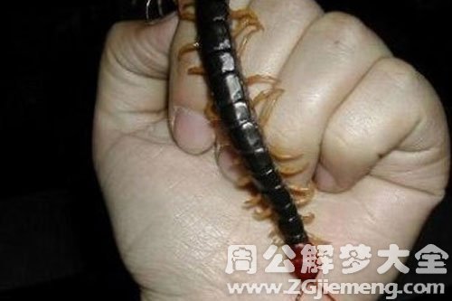 蜈蚣