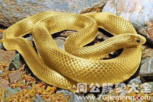 一条小金蛇