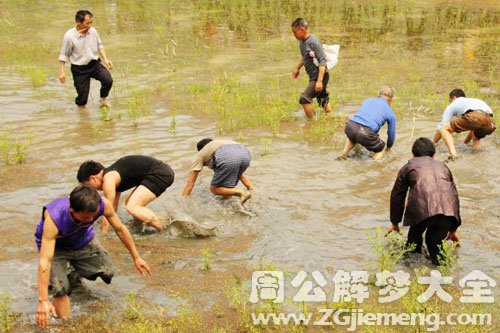 梦见别人捉虾