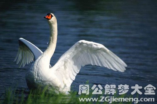 鹅叫