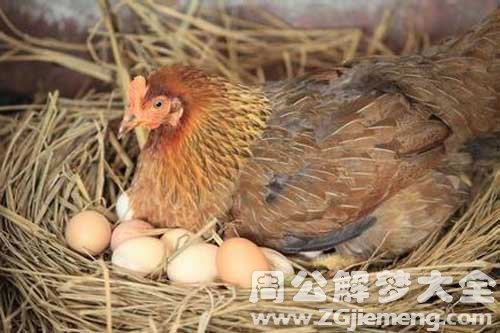 梦见鸡抱窝