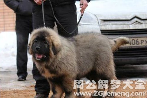 大狗