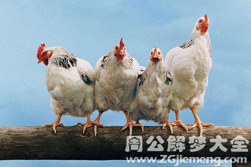 四只鸡