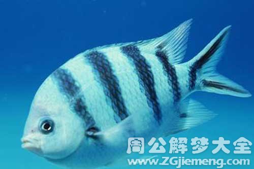 梦见鱼丢了