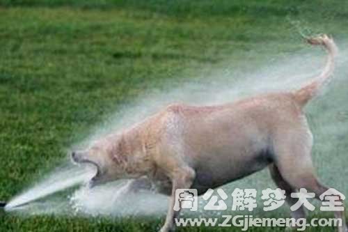梦见给狗喝水