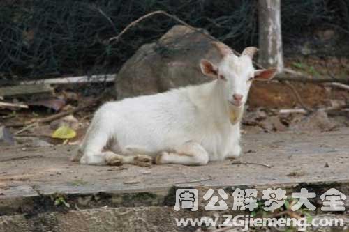 梦见白色的山羊