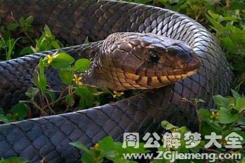 吃毒蛇