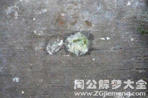 梦见鸽子拉屎