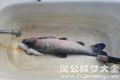 梦见开膛破肚的鱼