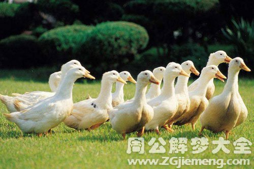 梦见很多小鸭