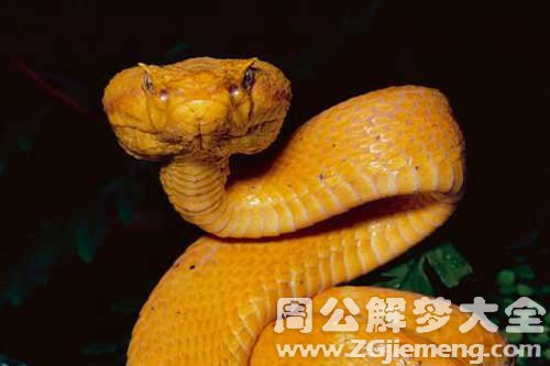 梦见金色的大蟒蛇