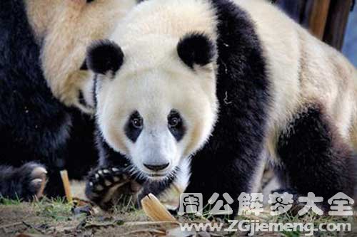 梦见被熊猫追