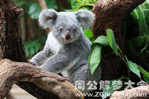梦见树袋熊