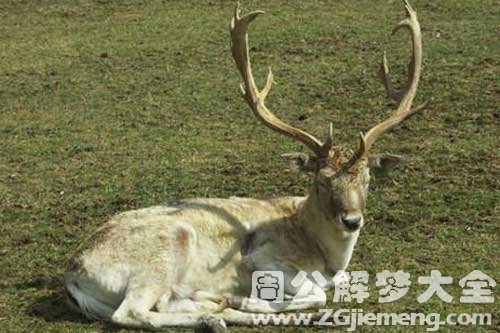 梦见死鹿