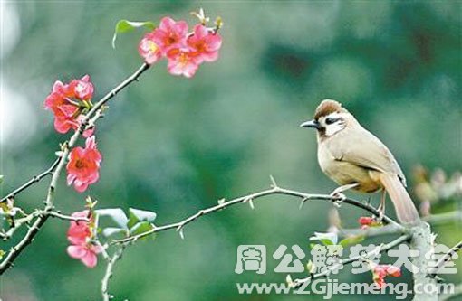 梦见抓住一只小鸟