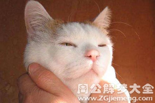 梦见掐死猫