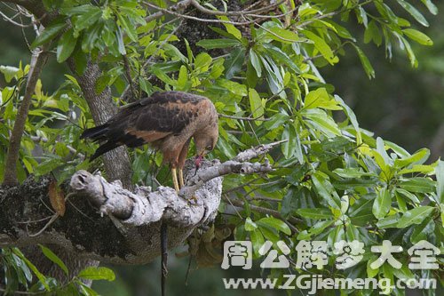 梦见鹰吃蛇