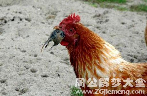 梦见鸡吃老鼠