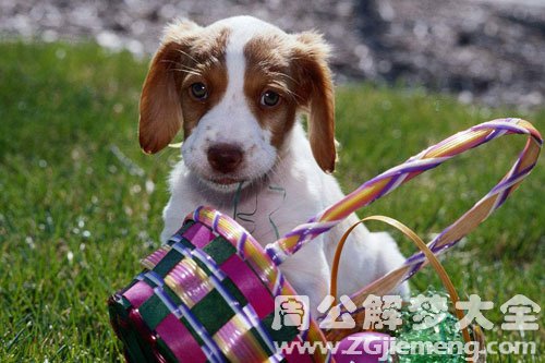 梦见小狗复活