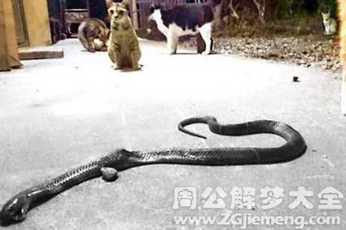 梦见猫咬死蛇