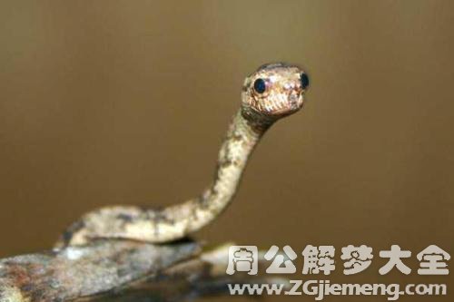 梦见小蛇扑向我