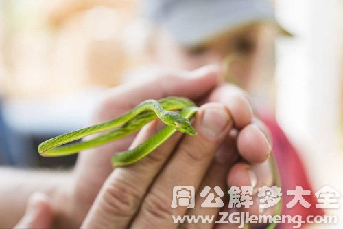 梦见小蛇咬我出血