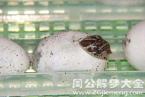梦见小蛇出生