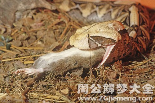 梦见小蛇吃老鼠