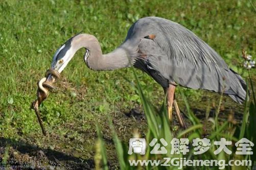 梦见小蛇缠身并甩掉