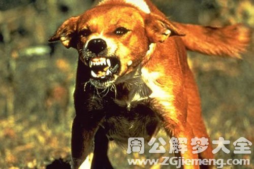 狗