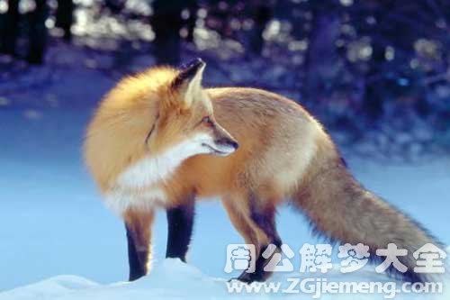 梦见狐狸咬手