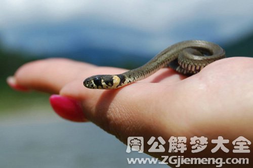 梦见小蛇咬我