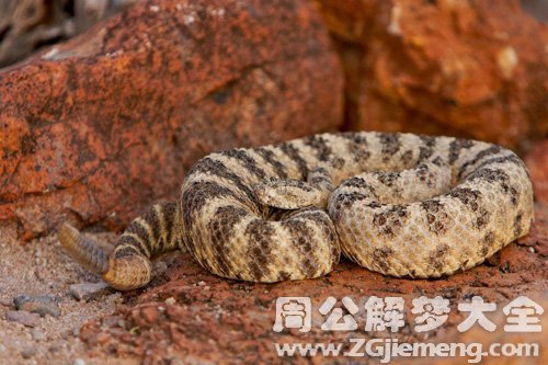 梦见老虎和蛇打架
