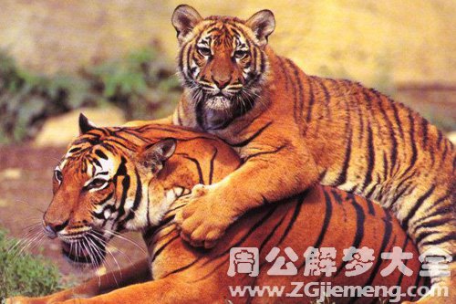 梦见老虎咬我后背