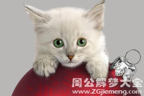 猫很乖
