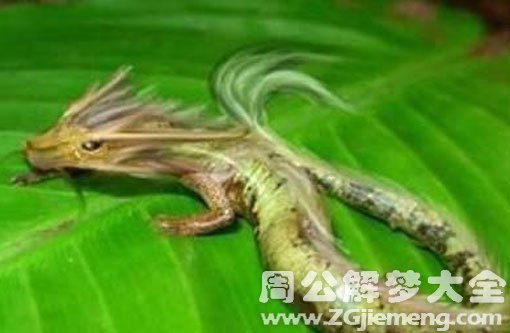 梦见四条腿的蛇