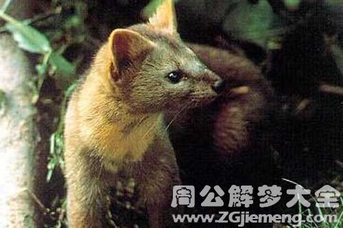 梦见黄鼠狼被打死