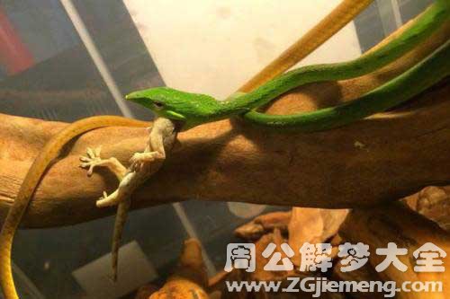 梦见被一群蛇追
