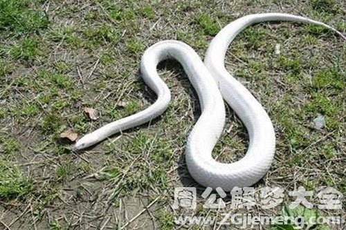 大蛇被自己打死