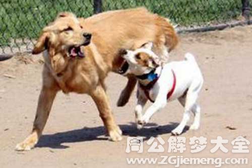 梦见我追狗