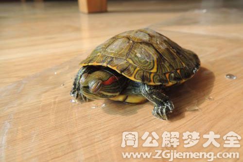 受伤的乌龟