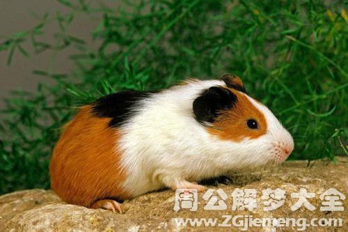 梦见大老鼠逃窜