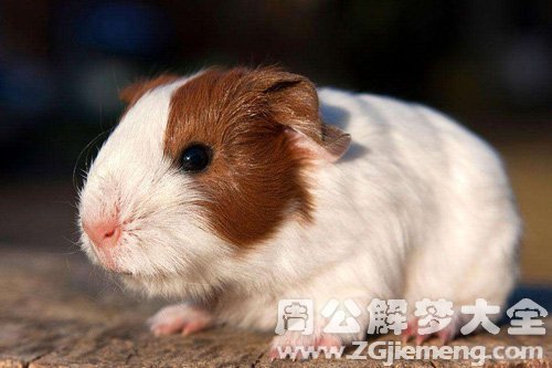 梦见大老鼠找吃的