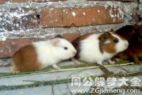 梦见大老鼠在洞中
