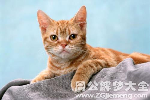 自己家猫