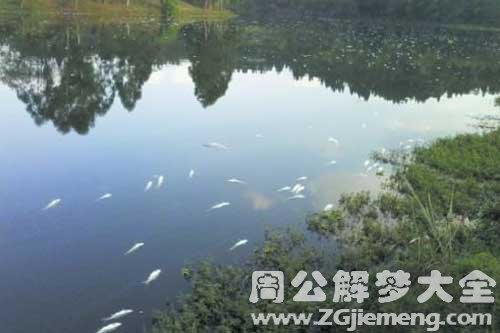 梦见在河里捡死鱼