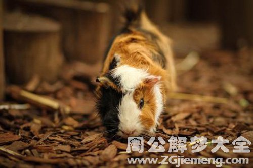 梦见大老鼠钻裤腿